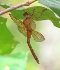 Neurocordulia xanthosoma