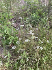 Bifora