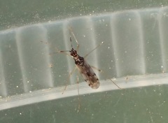 Dicyphus hesperus