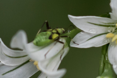 Calocoris alpestris