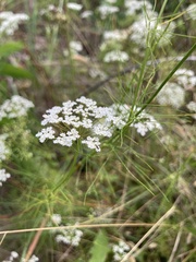 Bifora