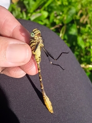 Dromogomphus armatus