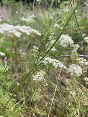 Bifora