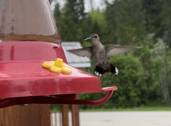 Selasphorus calliope