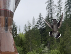 Selasphorus calliope