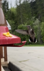 Selasphorus calliope