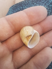 Naticarius stercusmuscarum