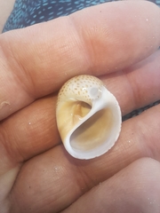 Naticarius stercusmuscarum