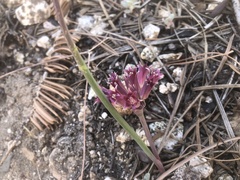 Allium monticola