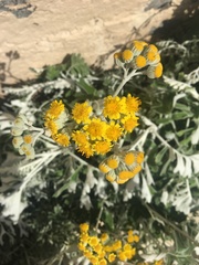 Achillea maritima