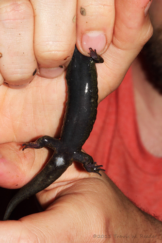 Cherokee Blackbelly Salamander