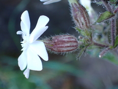 Silene latifolia