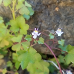Cymbalaria muralis