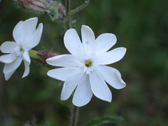 Silene latifolia