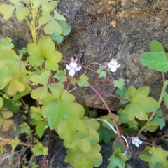 Cymbalaria muralis