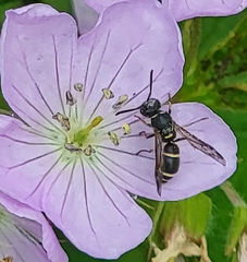 Parancistrocerus perennis