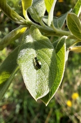 Crepidodera fulvicornis