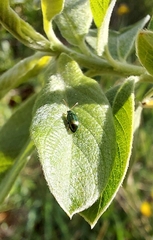 Crepidodera fulvicornis