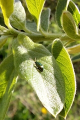 Crepidodera fulvicornis