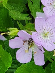 Parancistrocerus perennis