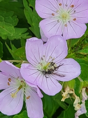 Parancistrocerus perennis
