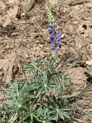 Lupinus hillii