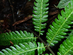 Steiropteris glandulosa