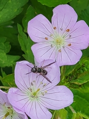 Parancistrocerus perennis