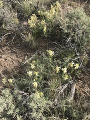 Astragalus curvicarpus