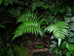 Steiropteris glandulosa