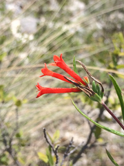 Bouvardia tenuifolia