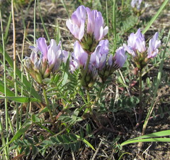 Astragalus agrestis