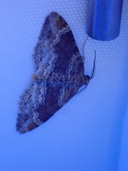 Xanthorhoe spadicearia