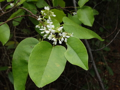 Dalbergia brownei