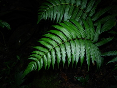 Steiropteris glandulosa