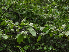 Dalbergia brownei
