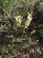 Astragalus curvicarpus