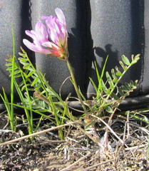Astragalus agrestis