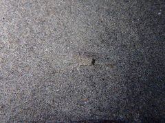 Philocheras trispinosus