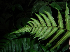 Steiropteris glandulosa