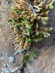 Selaginella densa