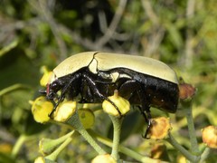 Hologymnetis cinerea