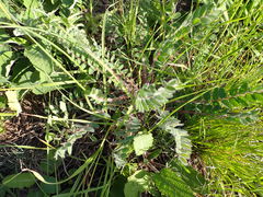 Astragalus dasyanthus