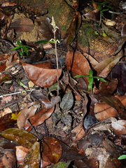 Cyclopogon olivaceus