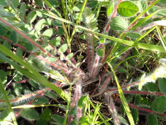Astragalus dasyanthus