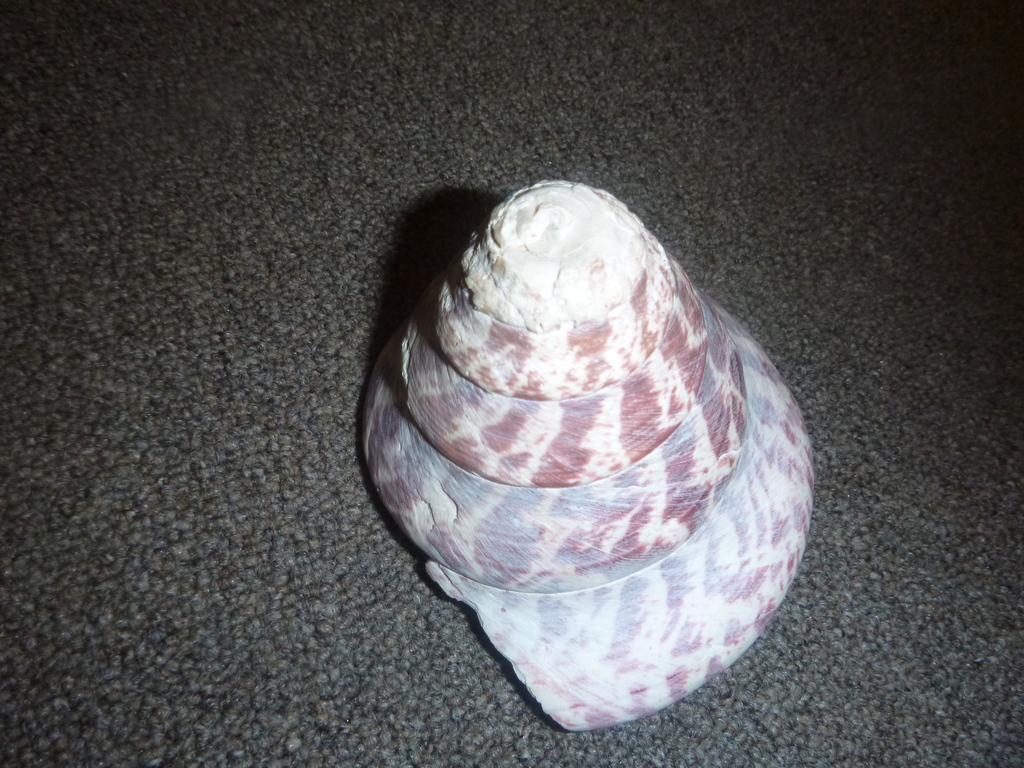 Rochia nilotica