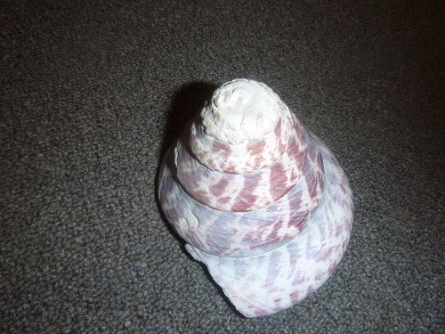 Commercial Top Shell