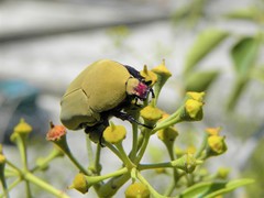 Hologymnetis cinerea