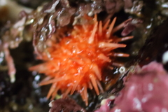 Strongylocentrotidae