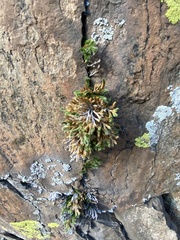 Selaginella densa